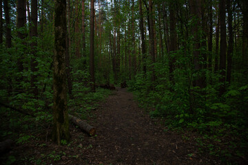Fototapeta premium Beautiful path in the green spring woods. Natural colors