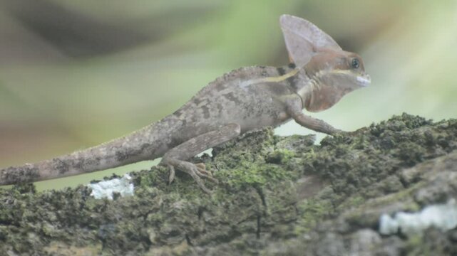 Basilisco - Costa Rica