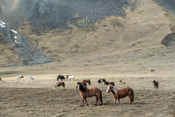 Two Icelandic Horses standing in front of a herd on the Sn&aelig;fellsnes peninsula in Western Iceland. 