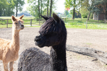 Obraz premium A brown and a black alpaca on a farm.