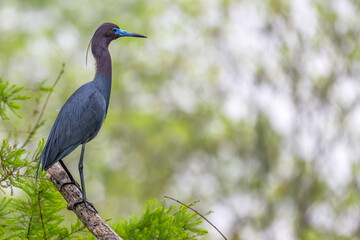Little blue heron perched on a branch.