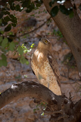 Treated eagle standing on a tree branch