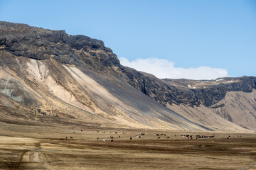 A herd of horses grazing by a mountain range on the Sn&aelig;fellsnes Peninsula in Western Iceland.