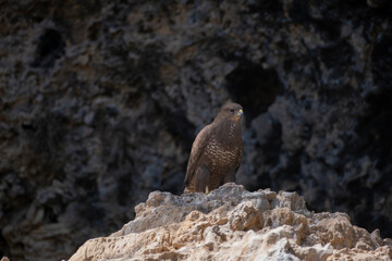 An eagle watching over the rock