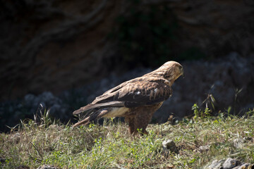 Eagle standing on the grass