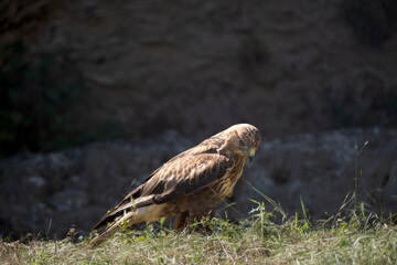 Eagle standing on the grass