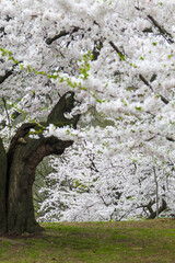 Sakura Cherry Blossom Trees in Springtime