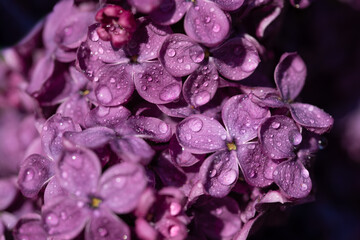 Close-up of a purple lilac blossom in spring. The small flowers are covered with drops of water.
