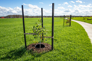 A newly planted young tree secured with stakes in a manicured grassy reserve in Tarneit,...