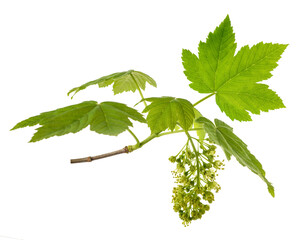 Maple brranch with leaves and flowers