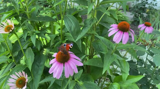 Butterfly on purple coneflower (Echinacea) sipping nectar &mdash; nature background & wellness content