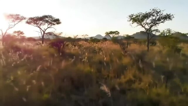 Drone POV Flying Close to Ground in African-style Savannah