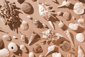 Many different sea shells on blue background