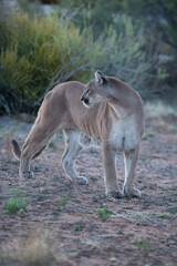 Naklejka premium majestic powerful intimidating wild desert mountain lion