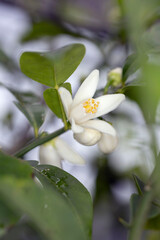 ユズ（柚）の花