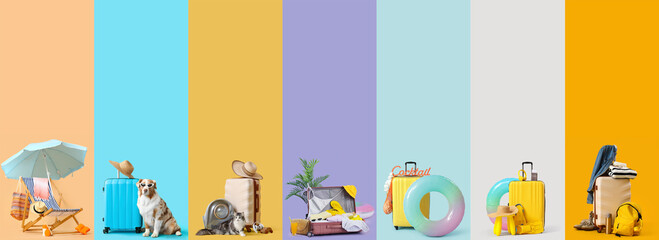 Set of travel accessories and pets on color background