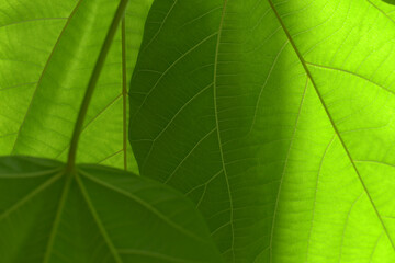 葉模様　自然の造形