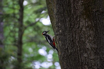 woodpecker on tree