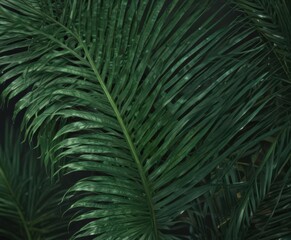 Deep emerald green palm leaf, intricate texture visible , botanical, green leaf