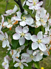 apple tree blossom