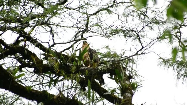Halcon - Costa Rica
