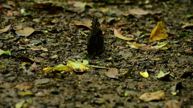 Mariposa B&uacute;ho - Costa Rica