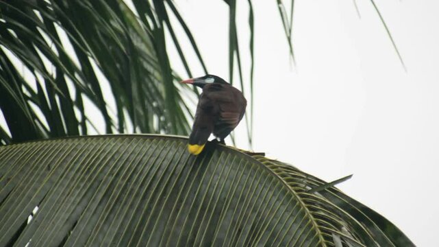 Psarocolius montezuma - Costa Rica