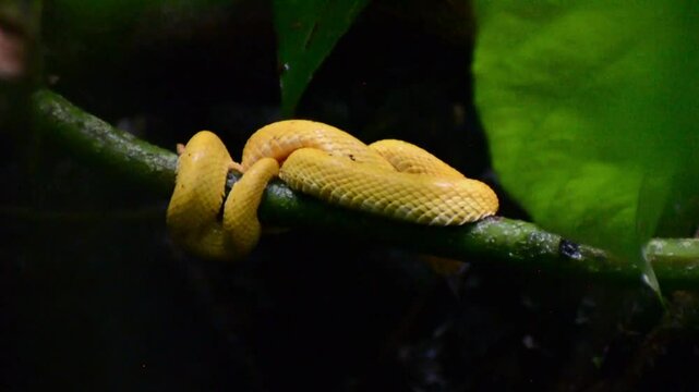 Serpiente en Costa Rica