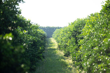 Orange on the tree, fruit plantation