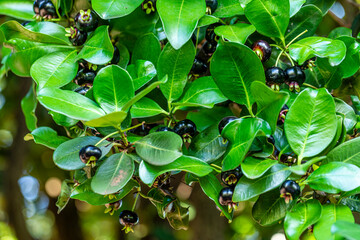 Eugenia brasiliensis, with common names Brazil cherry and grumichama, or the Brazilian cherry is...