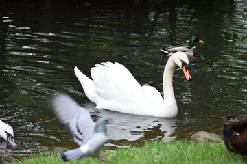 swans on the lake