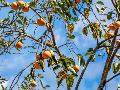 Manilkara kauki is a plant in the subfamily Sapotoideae, and the tribe Sapoteae of the family Sapotaceae; and is the type species for the genus Manilkara. known generally by the name caqui