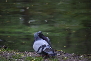 pigeon on the rocks