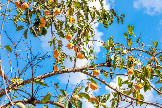 Manilkara kauki is a plant in the subfamily Sapotoideae, and the tribe Sapoteae of the family Sapotaceae; and is the type species for the genus Manilkara. known generally by the name caqui