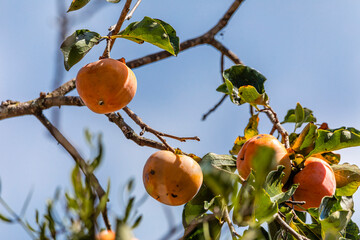 Manilkara kauki is a plant in the subfamily Sapotoideae, and the tribe Sapoteae of the family...