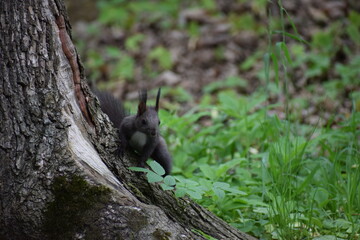 squirrel on the tree