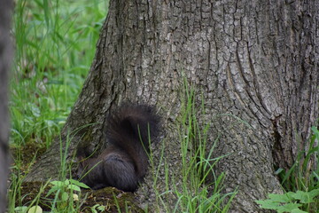 squirrel in tree