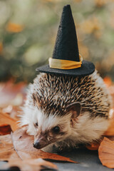 hedgehog in a black witch hat in an autumn forest in the rays of the sun. Halloween Pets . October holidays symbol. 