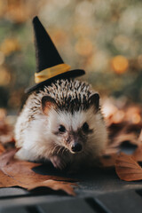 Hedgehog in Witch Hat Among Autumn Leaves. Halloween Pets . Hedgehog in a witch hat on a stump in an autumn forest 