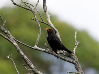 Male Common Blackbird also known as Eurasian Blackbird (Turdus merula) perched on a branch with bokeh background