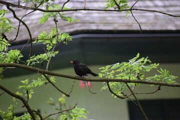 red winged blackbird