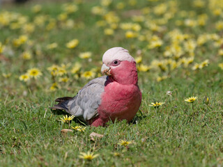 Galah  (Eolophus roseicapilla) standing on grass foraging for daisies.