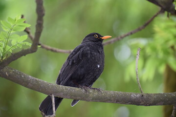 red winged blackbird