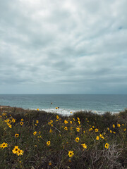 Yellow wild flowers above the beach with ocean and clouds in the distance 