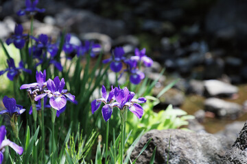 小川に沿って咲くアヤメの花