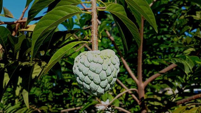 Annona squamosa also known as sugar apple,sweetsops or Srikaya fruit has sweet whitish pupl and is popular in tropical market