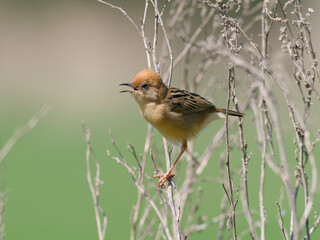 Golden-headed Cisticola (Cisticola exilis) perched on thin dry branches with bokeh background