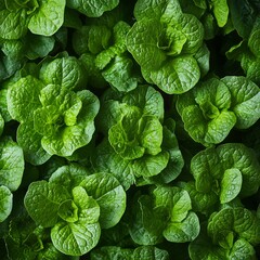 Fototapeta premium top-down view of fresh lettuce leaves crisp delicate textures bright green tones soft diffused light balanced well-lit clean composition