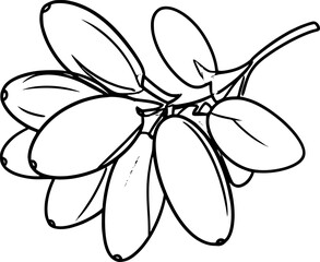 barberry vector line art
