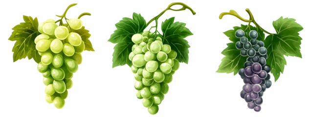 Illustrative trio of grape clusters in varying stages of ripeness on black expanse